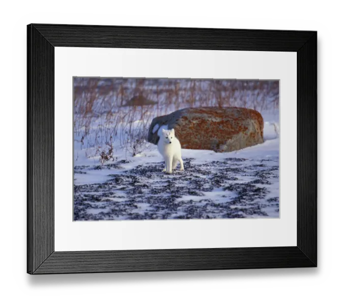 Framed Print : North America, Canada, Manitoba, Churchill, Arctic fox (Alopex lagopus)