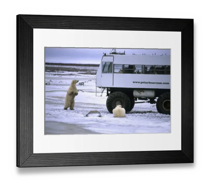 Framed Print : Curious Polar Bear close encounter as bears walks next to Video Buggy to see tourists Framed Print : Curious Polar Bear close encounter as bears walks next to Video Buggy to see tourists