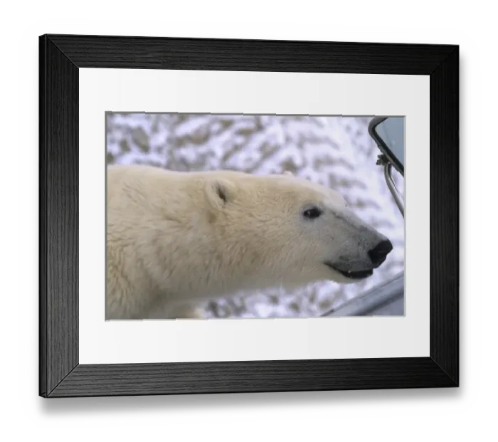Framed Print : Curious Polar Bear close encounter as bear walks close by to buggie mirror at Churchill Framed Print : Curious Polar Bear close encounter as bear walks close by to buggie mirror at Churchill