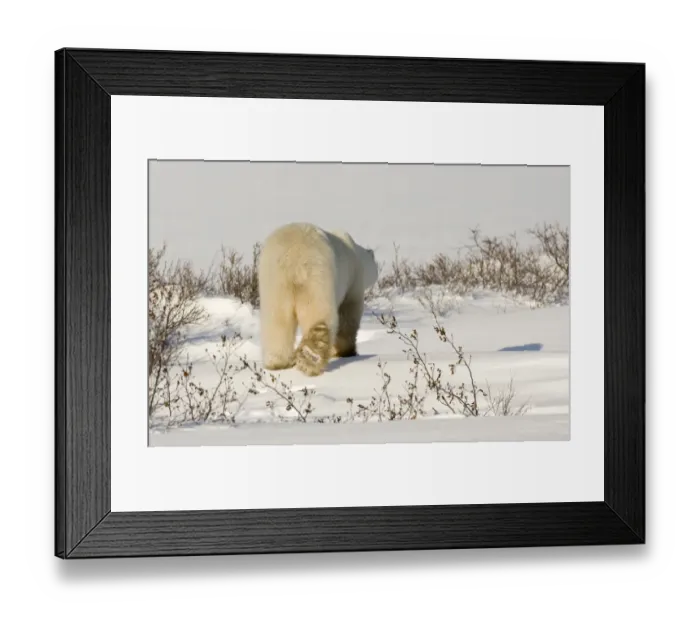 Framed Print : Canada, Manitoba, Hudson Bay, Churchill. Rear view of walking polar bear. Credit as Framed Print : Canada, Manitoba, Hudson Bay, Churchill. Rear view of walking polar bear. Credit as