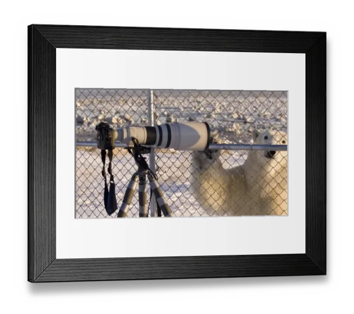 Framed Print : Canada, Manitoba, Hudson Bay. Curious polar bear checks out camera on a tripod. Credit as