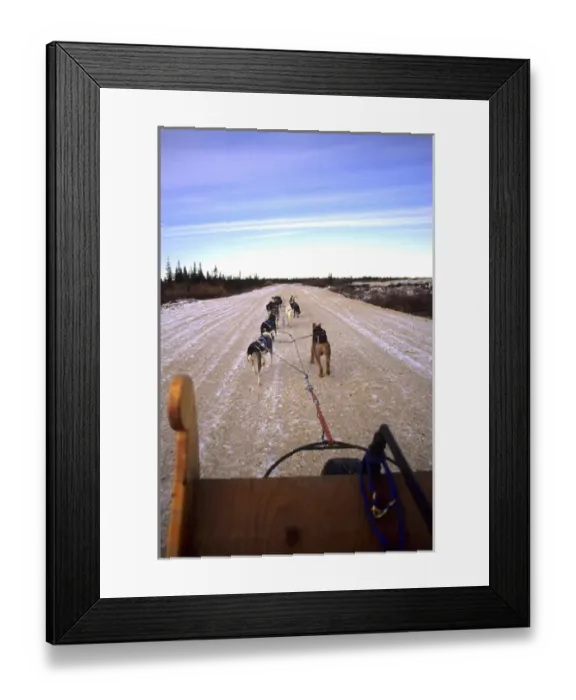 Framed Print : Famous Dog sledding team tundra near Churchill Northern Studies Centre Churchill Framed Print : Famous Dog sledding team tundra near Churchill Northern Studies Centre Churchill