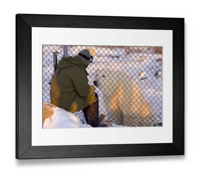 Framed Print : Canada, Manitoba, Hudson Bay. Curious polar bear checks out person through a fence Framed Print : Canada, Manitoba, Hudson Bay. Curious polar bear checks out person through a fence