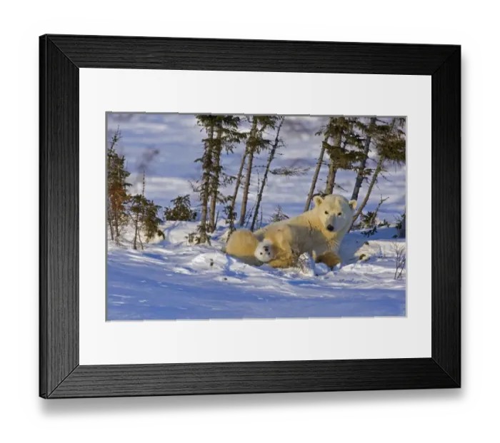 Framed Print : Canada, Manitoba, Wapusk National Park. Polar bear cub playing on mother. Credit as Framed Print : Canada, Manitoba, Wapusk National Park. Polar bear cub playing on mother. Credit as