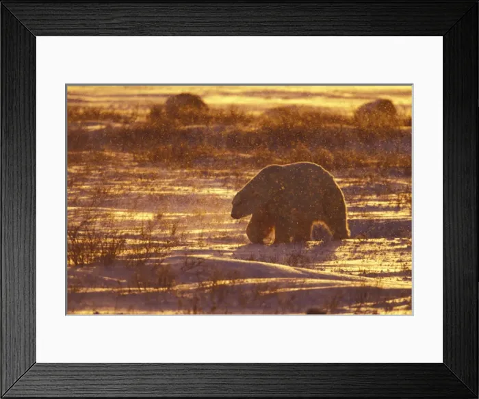 Framed Print : N. A. Canada, Manitoba, Churchill, Gordon Pt. Polar Bear at sunrise while snowing Framed Print : N. A. Canada, Manitoba, Churchill, Gordon Pt. Polar Bear at sunrise while snowing