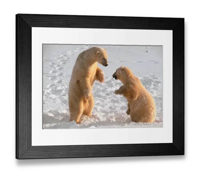 Framed Print : N. A, Canada, Manitoba, Churchill Polar Bears Framed Print : N. A, Canada, Manitoba, Churchill Polar Bears