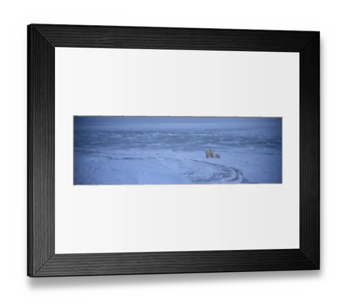 Framed Print : 02. Polar Bears (Ursus maritimus). Canada Framed Print : 02. Polar Bears (Ursus maritimus). Canada