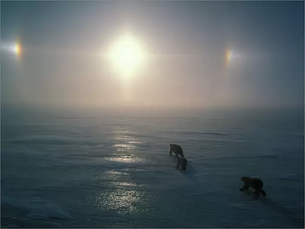02. Polar Bears with sundogs (Ursus maritimus) Manitoba, Canada