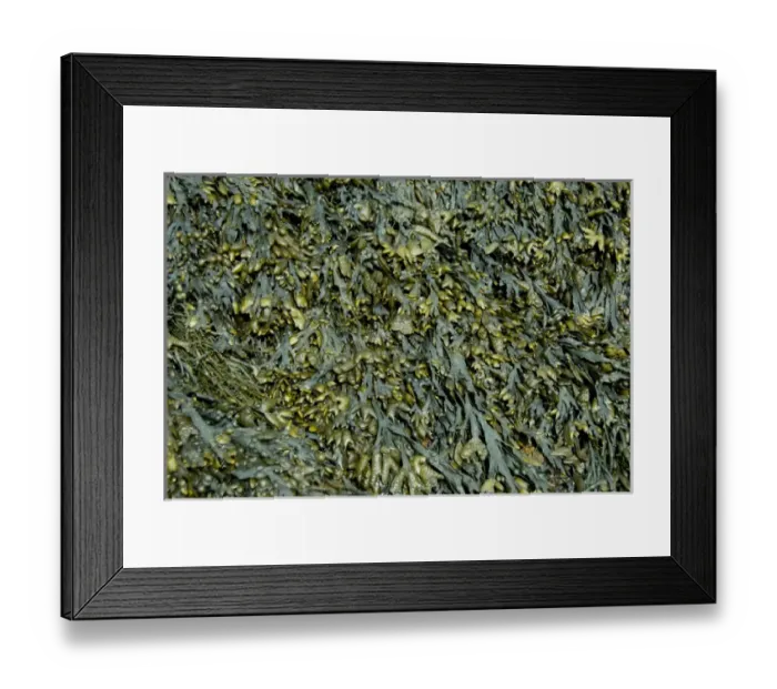 Framed Print : Canada, New Brunswick, Hopewell Cape, Bay of Fundy. Hopewell Rocks at low tide, seaweed Framed Print : Canada, New Brunswick, Hopewell Cape, Bay of Fundy. Hopewell Rocks at low tide, seaweed
