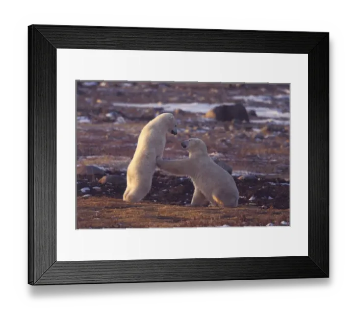 Framed Print : NA, Canada, Manitoba, Churchill, Gordon Point Polar bears interacting at last light