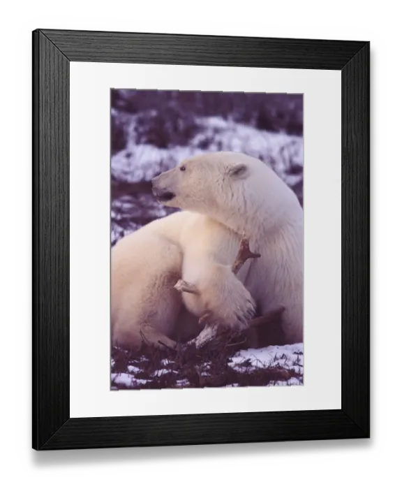 Framed Print : NA, Canada, Manitoba, Churchill, Gordon Point Polar bear with caribou antler