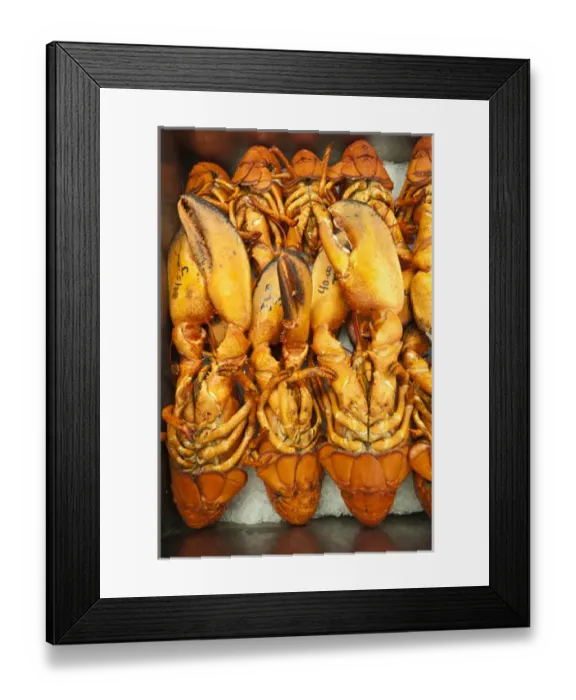 Framed Print : New Brunswick, Canada. Lobster for sale in Alma