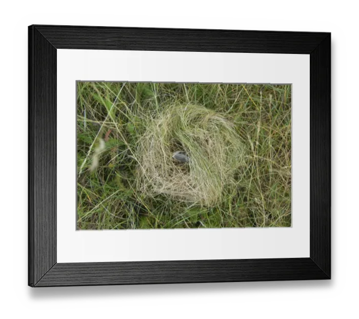 Framed Print : Canada, Newfoundland and Labrador, Hopedale (aka Agvituk). Legislative capital of Framed Print : Canada, Newfoundland and Labrador, Hopedale (aka Agvituk). Legislative capital of
