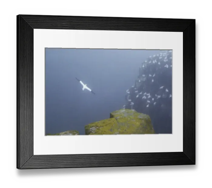 Framed Print : Canada, Newfoundland, Cape St. Mary s. Colony of northern gannets in the fog Framed Print : Canada, Newfoundland, Cape St. Mary s. Colony of northern gannets in the fog