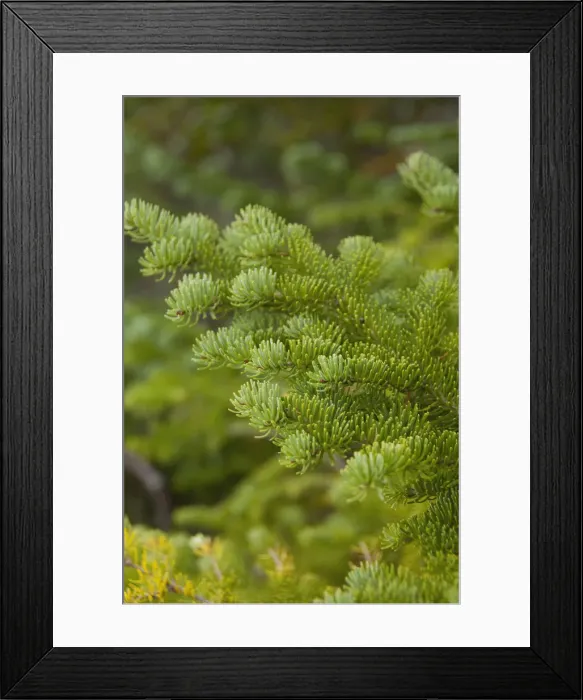 Framed Print : Canada, Newfoundland and Labrador, L Anse Aux Meadows. Spruce trees