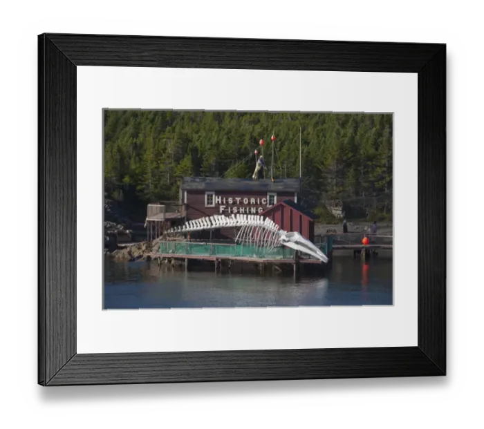 Framed Print : Canada, Newfoundland and Labrador, Twillingate. Prime Berth historic fishing center Framed Print : Canada, Newfoundland and Labrador, Twillingate. Prime Berth historic fishing center