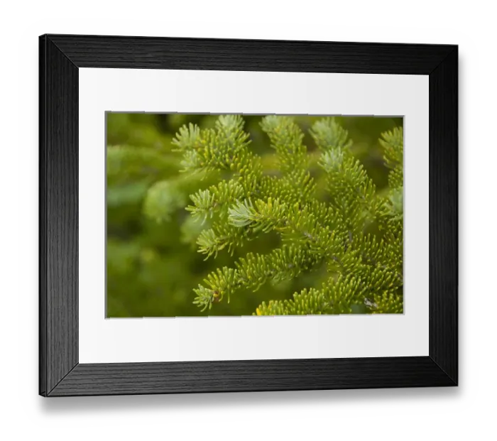 Framed Print : Canada, Newfoundland and Labrador, L Anse Aux Meadows. Spruce trees