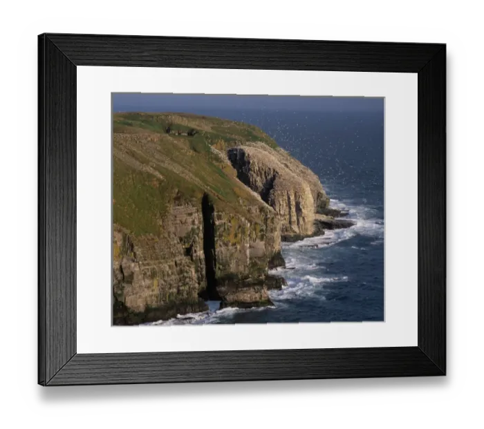 Framed Print : Cape St. Marys Ecological Reserve, (Bird Rock) a rookery of seabirds on the cliifs of NewFoundland Framed Print : Cape St. Marys Ecological Reserve, (Bird Rock) a rookery of seabirds on the cliifs of NewFoundland