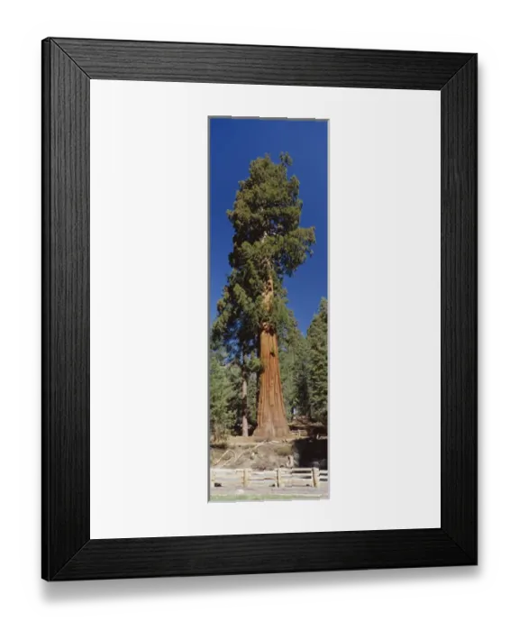 Framed Print : Giant Sequoia tree (Sequoiadendron giganteum) in Giant Forest, Sequoia Kings Canyon Nat l Park Framed Print : Giant Sequoia tree (Sequoiadendron giganteum) in Giant Forest, Sequoia Kings Canyon Nat l Park
