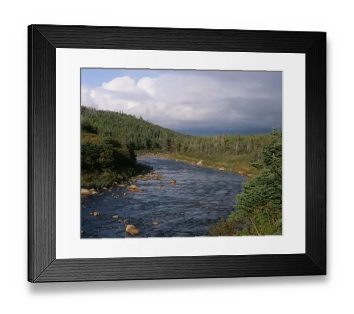 Framed Print : Creek flowing through Spruce tree forest in Gros Morne Nat l Park, NewFoundland Framed Print : Creek flowing through Spruce tree forest in Gros Morne Nat l Park, NewFoundland