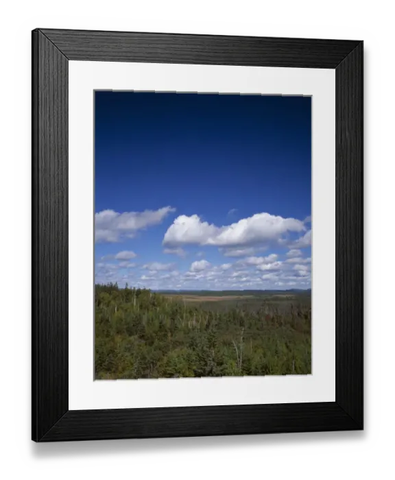 Framed Print : Spruce tree forest in NewFoundland, Canada
