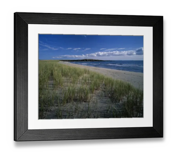 Framed Print : J. T. Chessman Provincial Park, Dune grass growing on the sandy beach, Newfoundland Framed Print : J. T. Chessman Provincial Park, Dune grass growing on the sandy beach, Newfoundland