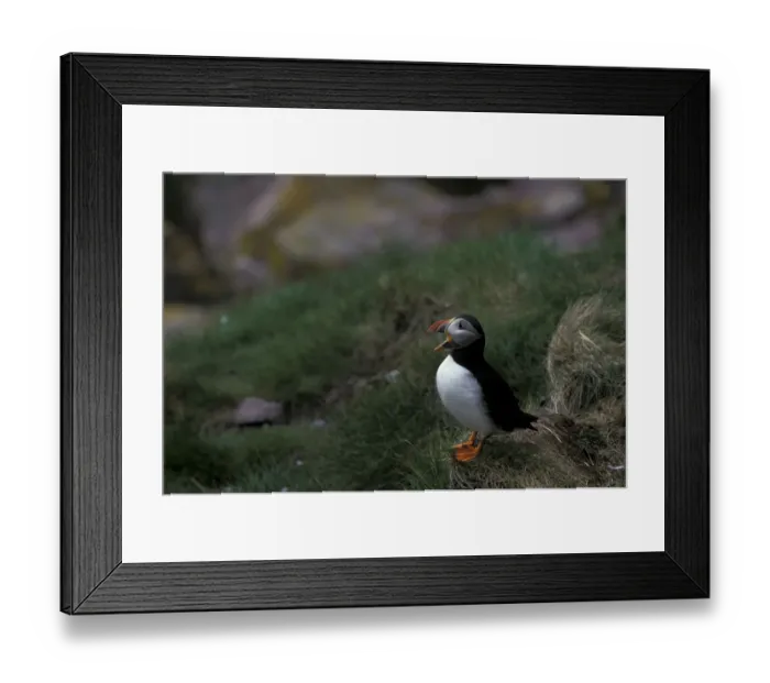 Framed Print : NA, Canada, Newfoundland Atlantic puffin Framed Print : NA, Canada, Newfoundland Atlantic puffin