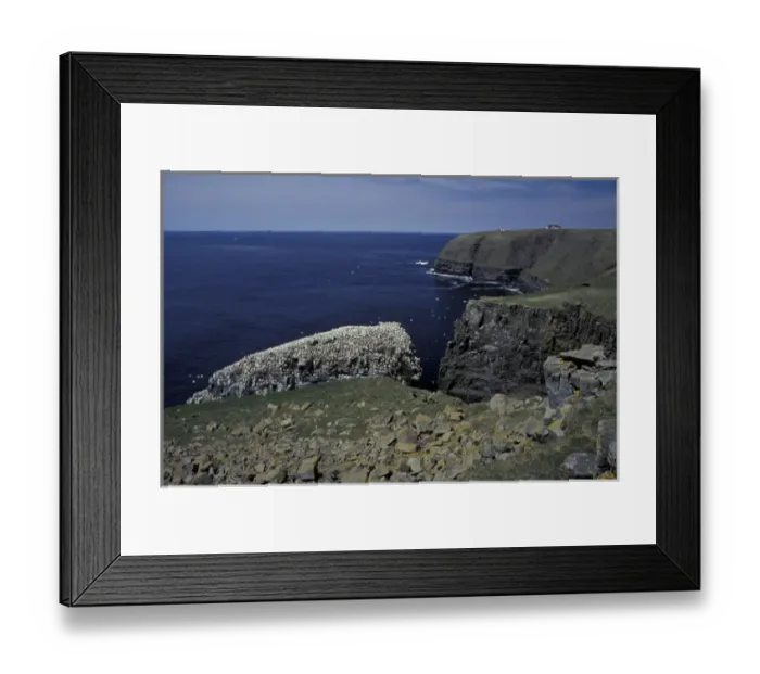 Framed Print : NA, Canada, Newfoundland, Cape St. Marys Northern gannet colony Framed Print : NA, Canada, Newfoundland, Cape St. Marys Northern gannet colony