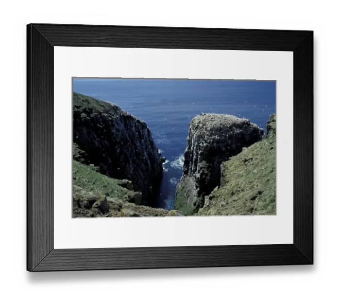 Framed Print : NA, Canada, Newfoundland, Cape St. Marys Northern gannet colony Framed Print : NA, Canada, Newfoundland, Cape St. Marys Northern gannet colony