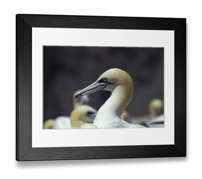 Framed Print : NA, Canada, Newfoundland, Cape St. Marys Northern Gannet
