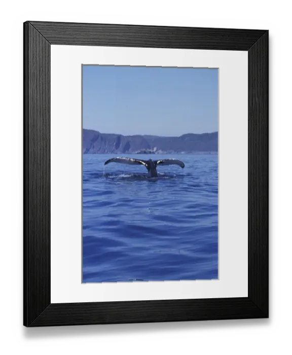 Framed Print : NA, Canada, Newfoundland, Trinity Bay Humpback whale tail