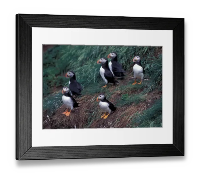 Framed Print : North America, Canada, Newfoundland, Witless Bay, Atlantic Puffins