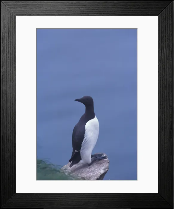 Framed Print : North America, Canada, Newfoundland, Witless Bay, Common Murre Framed Print : North America, Canada, Newfoundland, Witless Bay, Common Murre