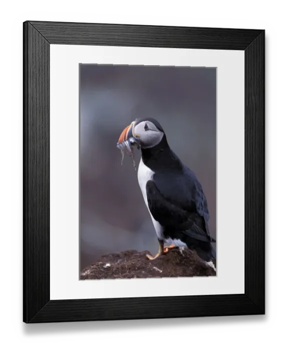Framed Print : North America, Canada, Newfoundland, Witless Bay, Atlantic Puffin with fish