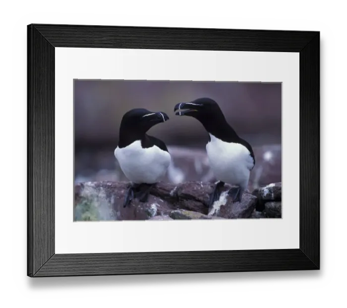Framed Print : North America, Canada, Newfoundland, Witless Bay, Razorbills Framed Print : North America, Canada, Newfoundland, Witless Bay, Razorbills