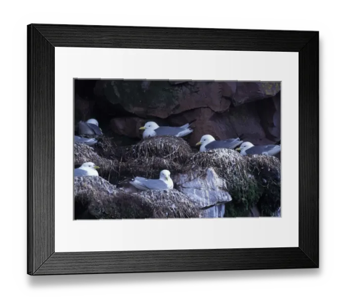 Framed Print : North America, Canada, Newfoundland, Witless Bay, Black-legged Kittiwakes