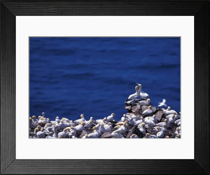 Framed Print : North America, Canada, Newfoundland, Northern Gannets