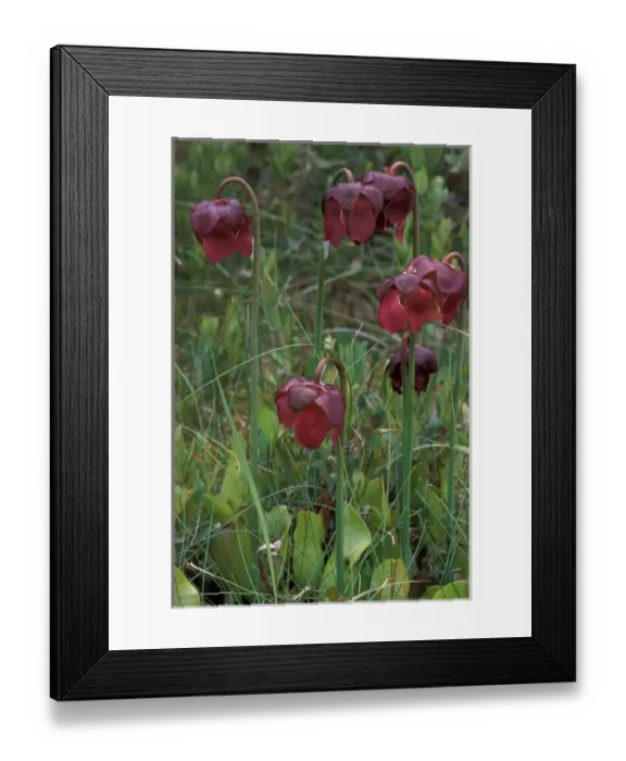 Framed Print : North America, Canada, Newfoundland, Pitcher Plants (Sarracenia purpurea) Framed Print : North America, Canada, Newfoundland, Pitcher Plants (Sarracenia purpurea)