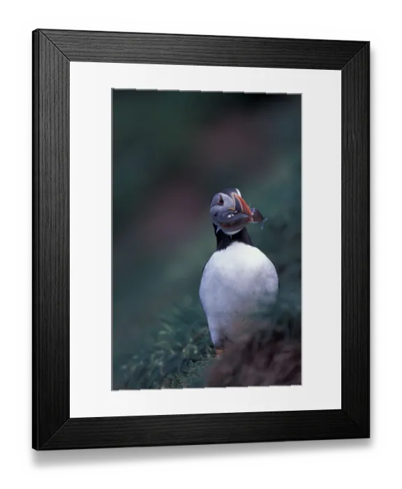 Framed Print : North America, Canada, Newfoundland, Witless Bay, Atlantic Puffin with fish Framed Print : North America, Canada, Newfoundland, Witless Bay, Atlantic Puffin with fish