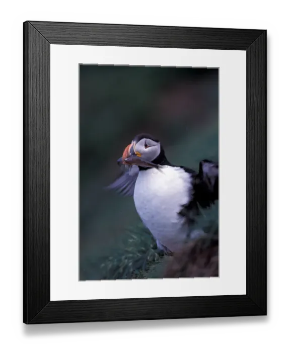Framed Print : North America, Canada, Newfoundland, Witless Bay, Atlantic Puffin with fish Framed Print : North America, Canada, Newfoundland, Witless Bay, Atlantic Puffin with fish