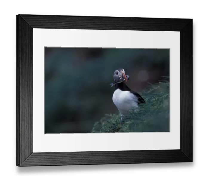 Framed Print : North America, Canada, Newfoundland, Witless Bay, Atlantic Puffin with fish