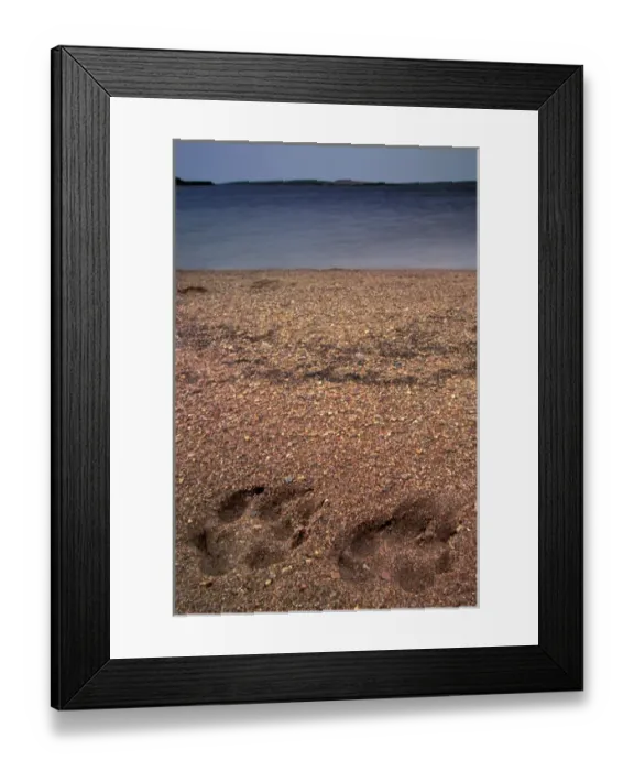 Framed Print : NA, Canada, Northwest Territories, Yellowknife Region, Wolf tracks Framed Print : NA, Canada, Northwest Territories, Yellowknife Region, Wolf tracks