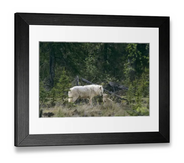 Framed Print : Canada, Northwest Territories, Great Slave Lake. Wild gray wolf alpha male and pup in taiga forest Framed Print : Canada, Northwest Territories, Great Slave Lake. Wild gray wolf alpha male and pup in taiga forest