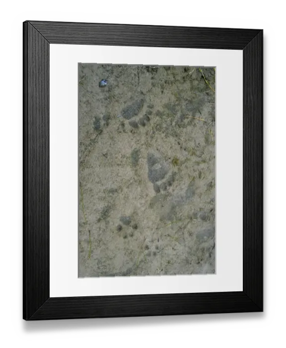 Framed Print : Canada, N. W. T. Bear & Wolf Tracks Framed Print : Canada, N. W. T. Bear & Wolf Tracks