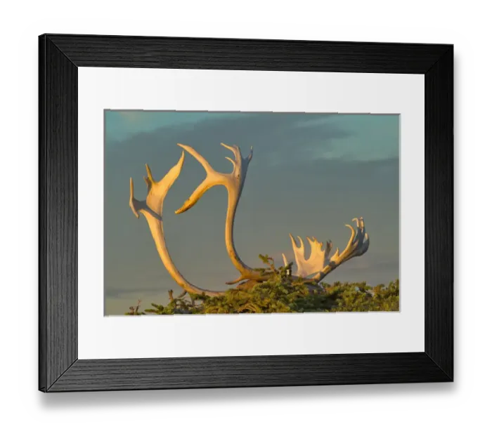Framed Print : Sunset illuminates Caribou antlers on the sandy ground, Northwest Territories, Canada Framed Print : Sunset illuminates Caribou antlers on the sandy ground, Northwest Territories, Canada
