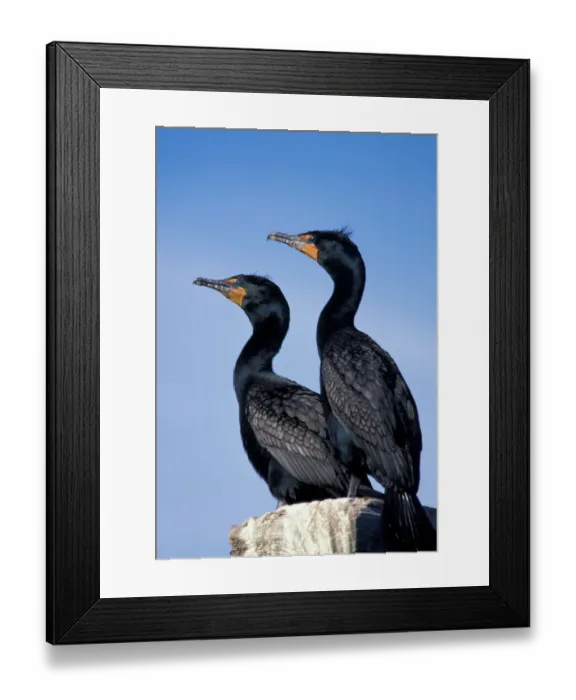 Framed Print : North America, Canada, Nova Scotia, Double-crested cormorants (Phalacrocorax auritus)
