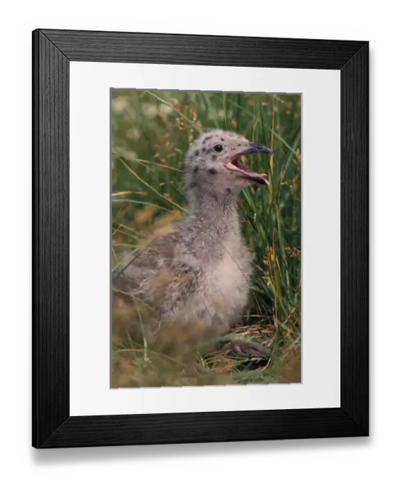 Framed Print : North America, Canada, Nova Scotia, Margaree harbor, Great Black-backed seagull chick Framed Print : North America, Canada, Nova Scotia, Margaree harbor, Great Black-backed seagull chick