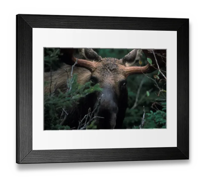 Framed Print : North America, Canada, Nova Scotia, Cape Breton Highlands National Park, Bull Moose Framed Print : North America, Canada, Nova Scotia, Cape Breton Highlands National Park, Bull Moose