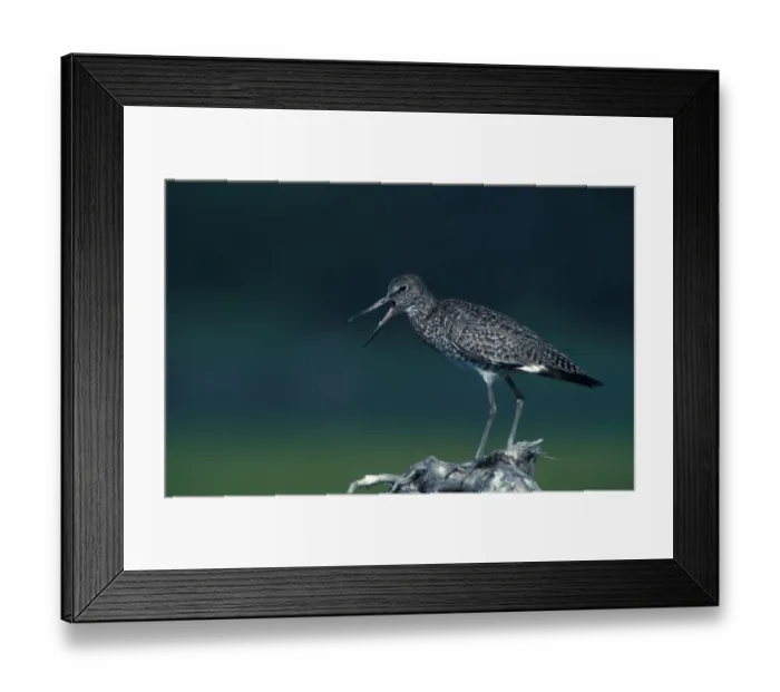 Framed Print : North America, Canada, Nova Scotia, Grand Desert, Willet Framed Print : North America, Canada, Nova Scotia, Grand Desert, Willet