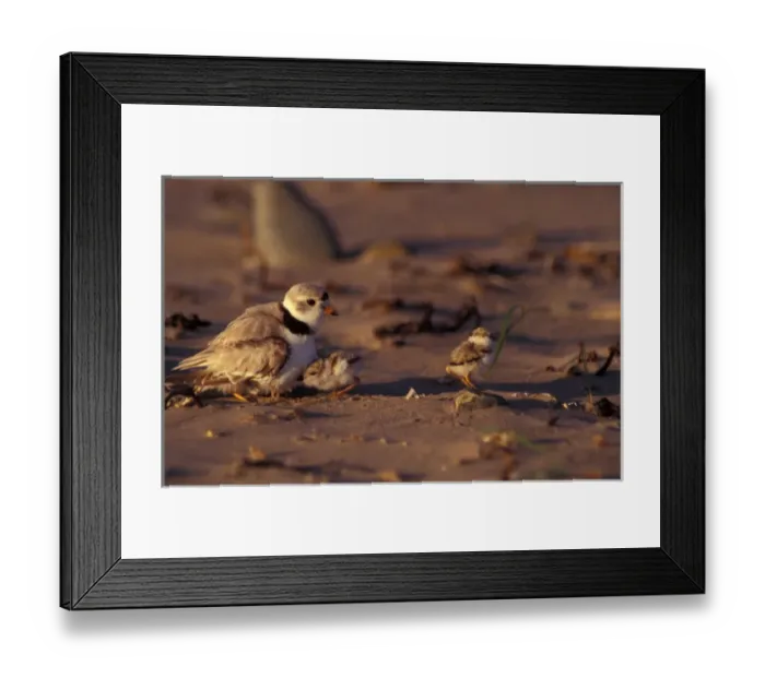 Framed Print : North America, Canada, Nova Scotia, Conrads Beach, Piping Plover and chick Framed Print : North America, Canada, Nova Scotia, Conrads Beach, Piping Plover and chick